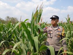 Polsek Kenduruan Polresta Tuban Dukung Program Asta Cita Presiden, Bhabinkamtibmas Desa Sokogrenjeng Cek Lahan Jagung Milik Warga