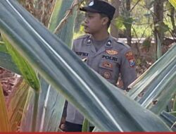 Mendukung Program Ketahanan Pangan, Polsek Widang Patroli Kawasan Lahan Pertanian Jagung