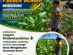 Dalam Rangka Mendukung Ketahanan Pangan Nasional Anggota Bhabinkamtibmas Polsek Senori Polresta Tuban Monitoring Kondisi Tanaman Jagung di Desa Wanglukulon