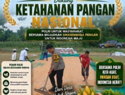 Bripda Dodi Eko Anggota Polsek Bancar Turun ke Ladang, Bantu Warga Jemur Hasil Panen Jagung