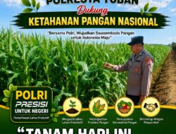 Polisi Polsek jenu Polres Tuban Turun ke Ladang, Dampingi Petani Jagung Dukung Ketahanan Pangan . .