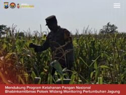 Bhabinkamtibmas Polsek Widang Monitoring Pertumbuhan Jagung