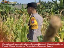 Bhabinkamtibmas Polsek Widang Monitoring Pertumbuhan Jagung