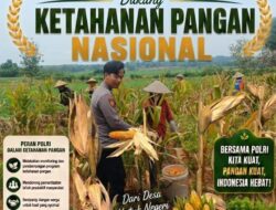 Dukung Ketahanan Pangan Nasional, Bripda Shandy Polsek Bancar Monitoring Panen Jagung di Latsari