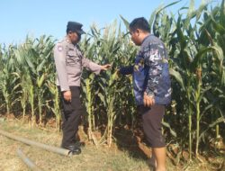 Dukung Astacita Presiden RI, Bhabinkamtibmas Polsek Jenu Polresta Tuban Cek Perkembangan Tanaman Jagung Warga