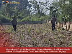 Bhabinkamtibmas Polsek Widang Monitoring Pertumbuhan Jagung