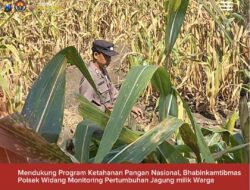 Bhabinkamtibmas Polsek Widang Monitoring Pertumbuhan Jagung