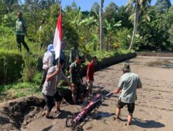 Babinsa Dampingi Tabela, Petani Suranadi Dorong Pertanian Modern