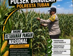 Monitoring Ketahanan Pangan Tanaman Jagung
