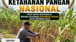 Polsek Soko Polresta Tuban Turun Langsung Cek Tanaman Jagung Warga