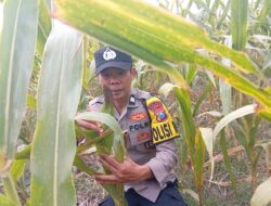 Polisi RW Polsek Kenduruan Polresta Tuban Cek Perkembangan Tanaman Jagung, Dukung Ketahanan Pangan Nasional