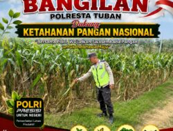 MONITORING KETAHANAN PANGAN TANAMAN JAGUNG