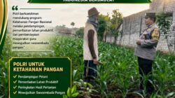 DUKUNG ASTA CITA, BHABINKAMTIBMAS DESA MARGOREJO KECAMATAN KEREK PANTAU AKTIVITAS PETANI JAGUNG DI DESA BINAAN