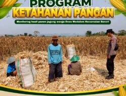 Anggota Bhabinkamtibmas Polsek Senori Polres Tuban Turun ke Ladang, Bantu Warga Desa Medalem Panen Jagung