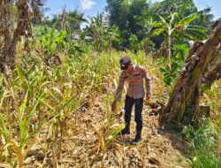 Polri Dukung Astacita, Polsek Grabagan Polresta Tuban Turun Cek Tanaman jagung milik Warga di Desa Grabagan