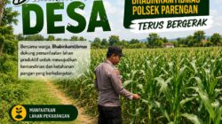 DALAM RANGKA POLRI DUKUNGAN PROGRAM ASTACITA, BHABINKAMTIBMAS DESA PACING POLSEK PARENGAN POLRESTA TUBAN SAMBANGI LOKASI TANAMAN JAGUNG DI DESA PACING KEC. PARENGAN