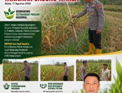 Dukung Astacita Presiden, Polsek Kenduruan Polresta Tuban Pantau Perkembangan Tanaman Jagung Warga