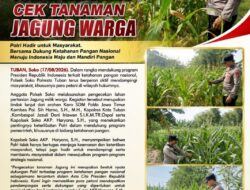 Polsek Soko Polresta Tuban Turun Langsung Cek Tanaman Jagung Warga