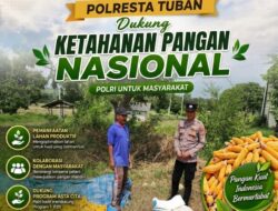 ​Dukung Ketahanan Pangan, Bripda Gustian Polsek Bancar Sambangi Petani dan Monitor Panen Jagung di Desa Pugoh