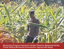 Bhabinkamtibmas Polsek Widang Monitoring Pertumbuhan Jagung