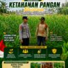 Polsek Tambakboyo Polres Tuban Turun Cek Tanaman jagung Warga di Desa Ngulahan