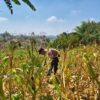 Polri Dukung Astacita, Polsek Grabagan Polresta Tuban Turun Cek Tanaman jagung milik Warga di Desa Grabagan