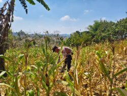 Polri Dukung Astacita, Polsek Grabagan Polresta Tuban Turun Cek Tanaman jagung milik Warga di Desa Grabagan