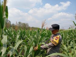 Dukung Astacita Presiden RI, Bhabinkamtibmas Polsek Kenduruan Polresta Tuban Cek Perkembangan Tanaman Jagung Warga