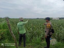 Polisi Turun ke Ladang! Polsek Tambakboyo Cek Tanaman Jagung Warga di Desa Dikir