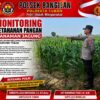 Monitoring Ketahanan Pangan Tanaman Jagung di Wilayah Bangilan