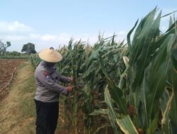 Polri Dukung Astacita, Polsek jenu Polres Tuban Turun Cek Tanaman Jagung Warga di Desa Beji