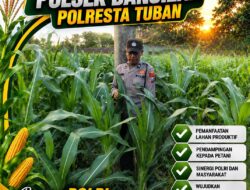 Polisi RW Polsek Senori Polresta Tuban Pantau Kodisi Tanaman Jagung Milik Warga Desa Medalem Guna Mendukung Program Ketahanan Pangan