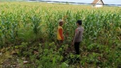 Polri dukung progam Astacita, Polsek Jatirogo Polresta Tuban Turun Cek Tanaman jagung Warga di Desa Paseyan