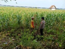 Polri dukung progam Astacita, Polsek Jatirogo Polresta Tuban Turun Cek Tanaman jagung Warga di Desa Paseyan