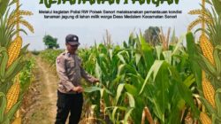 Polsek Tambakboyo Polresta Tuban Dampingi Petani Cek Lahan Jagung, Dukung Program Ketahanan Pangan