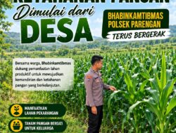 BHABINKAMTIBMAS DESA PACING POLSEK PARENGAN POLRESTA TUBAN DORONG KETAHANAN PANGAN MELALUI PENDAMPINGAN PETANI JAGUNG DI DESA PACING KEC. PARENGAN KAB. TUBAN