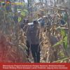 Mendukung Program Ketahanan Pangan, Polsek Widang Patroli Kawasan Lahan Pertanian Jagung