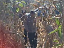 Mendukung Program Ketahanan Pangan, Polsek Widang Patroli Kawasan Lahan Pertanian Jagung