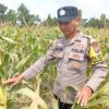 Dukung Astacita Prabowo, Kanit Binmas Polsek Kenduruan Polresta Tuban Cek Tanaman Jagung Warga Petani