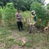 Polsek Grabagan Polresta Tuban Turun Langsung Cek Tanaman Jagung Warga