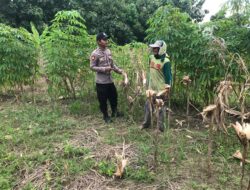 Polsek Grabagan Polresta Tuban Turun Langsung Cek Tanaman Jagung Warga