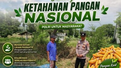 Dukung Ketahanan Pangan, Bripda Gustian Polsek Bancar Sambangi Petani dan Monitor Panen Jagung di Desa Pugoh
