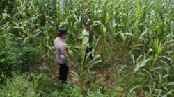 Polsek Tambakboyo Polresta Tuban Dampingi Petani Jagung di Desa Sawir, Wujudkan Ketahanan Pangan