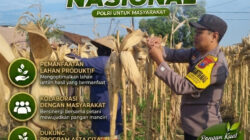 Dukung Ketahanan Pangan Nasional, Personel Polsek Bancar Pantau Panen Jagung di Desa Sumberan