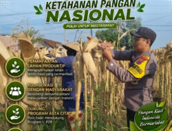 Dukung Ketahanan Pangan Nasional, Personel Polsek Bancar Pantau Panen Jagung di Desa Sumberan