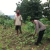 Polri Dukung Astacita, Polsek Grabagan Polresta Tuban Turun Cek Tanaman jagung milik Warga di Desa Grabagan