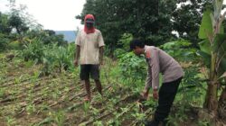 Polri Dukung Astacita, Polsek Grabagan Polresta Tuban Turun Cek Tanaman jagung milik Warga di Desa Grabagan