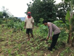 Polri Dukung Astacita, Polsek Grabagan Polresta Tuban Turun Cek Tanaman jagung milik Warga di Desa Grabagan