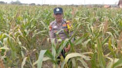 Dukung Astacita Presiden, Polsek Kenduruan Polresta Tuban Perkuat Ketahanan Pangan Melalui Pendampingan Petani Jagung
