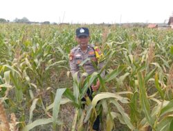 Dukung Astacita Presiden, Polsek Kenduruan Polresta Tuban Perkuat Ketahanan Pangan Melalui Pendampingan Petani Jagung